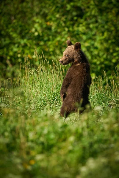Wildszene Aus Der Polnischen Natur Gefährliches Tier Natürlichen Lebensraum Wald — Stockfoto