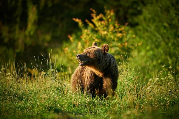 Wilde Dieren Uit Poolse Natuur Gevaarlijk Dier Natuurbos Weidegebied Bruine — Stockfoto