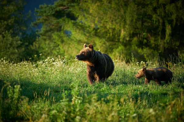 Djurliv Scen Från Polen Natur Farliga Djur Naturen Skog Och — Stockfoto