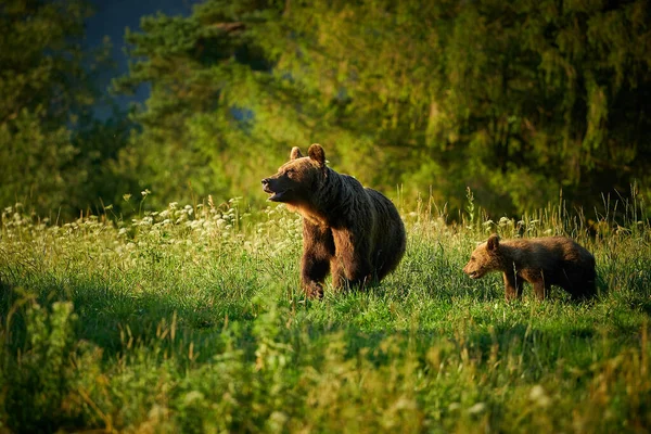 Divoká Příroda Polska Nebezpečné Zvíře Přírodním Lese Louce Medvěd Hnědý — Stock fotografie