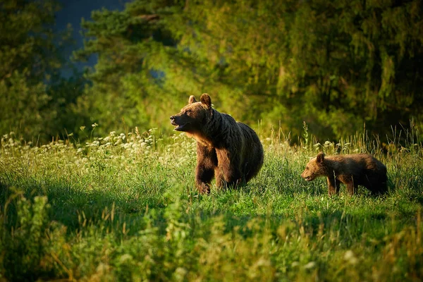 Wildszene Aus Der Polnischen Natur Gefährliches Tier Natürlichen Lebensraum Wald — Stockfoto