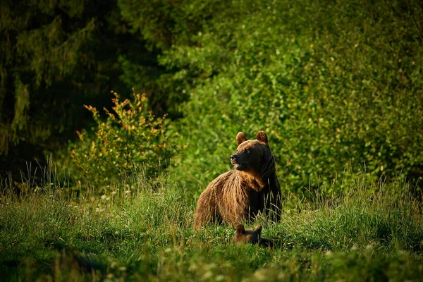 Scena Della Fauna Selvatica Dalla Natura Polacca Animali Pericolosi Nella — Foto Stock