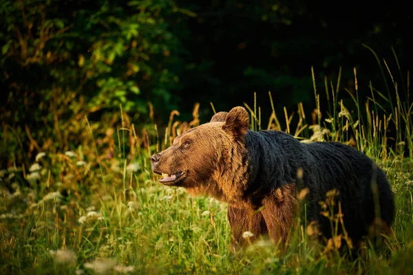 Wildszene Aus Der Polnischen Natur Gefährliches Tier Natürlichen Lebensraum Wald — Stockfoto