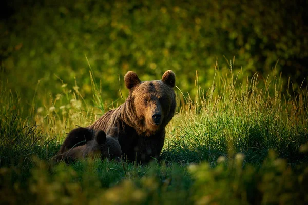 Wilde Dieren Uit Poolse Natuur Gevaarlijk Dier Natuurbos Weidegebied Bruine — Stockfoto