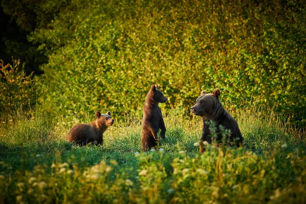 Wildlife Scene Poland Nature Dangerous Animal Nature Forest Meadow Habitat — Stock Photo, Image