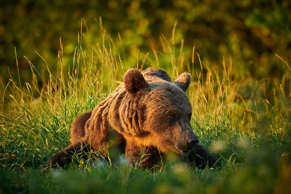 Escena Fauna Polonia Naturaleza Animal Peligroso Bosque Natural Hábitat Del — Foto de Stock