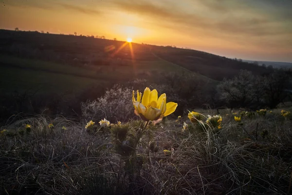Bloom plant in habitat. Spring landscape. Flowered meadow in the spring. Spring Pheasant's Eye - Adonis vernalis at sunset. Yellow flowers on a meadow with a beautiful bokeh and setting the sun in backlight.