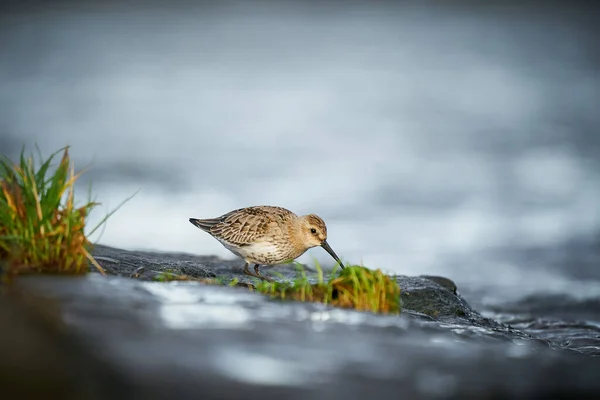 Dunlin Calidris Alpina Watervogel Natuurlijke Habitat Wilde Dieren Uit Natuur — Stockfoto