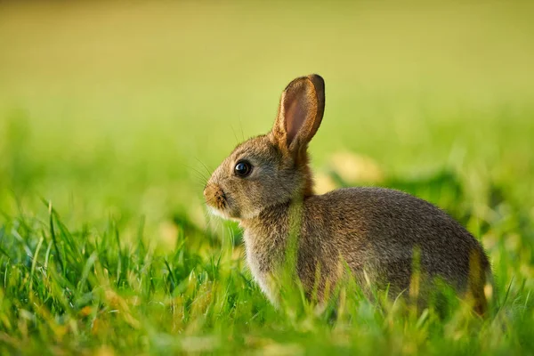 Cute rabbit hidden in the grass. Wildlife scene from nature.  Animal in the nature habitat, life on the meadow.