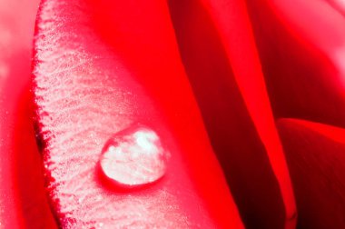 Bir gül gözyaşlarını