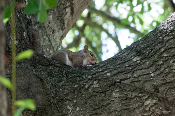 Wiewiórka szara w gałęziach drzew dębu — Zdjęcie stockowe