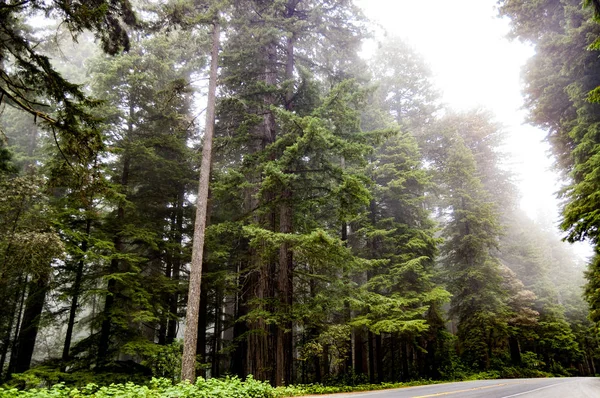 Árvores de sequoias altas envoltas em nevoeiro — Fotografia de Stock