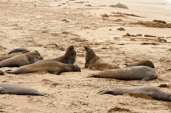 Elephant Seals na praia na Califórnia — Fotografia de Stock