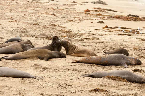 Elephant Seals na praia na Califórnia — Fotografia de Stock