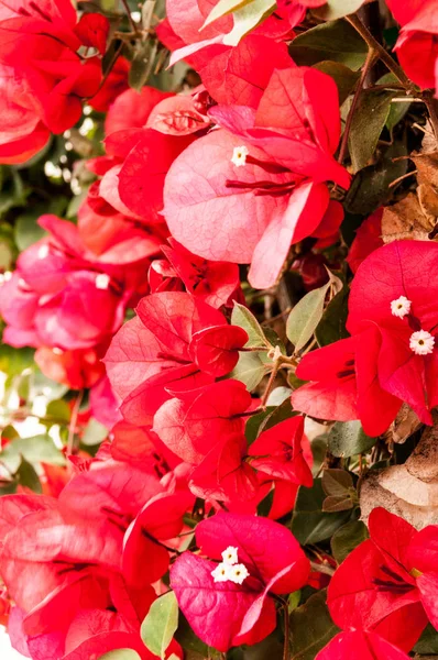 Kwiatów bugenwilli czerwony — Zdjęcie stockowe