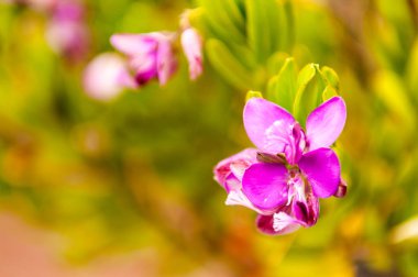 küçük mor çiçek