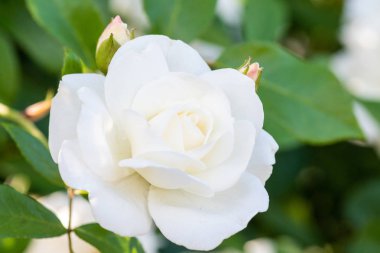 Bir test bahçede büyüyen gül.