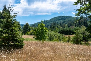 Sakin bir pastoral mera