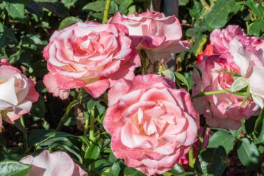 Bir testte Bahçe büyüyen gül.