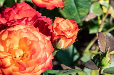 Bir testte Bahçe büyüyen gül.