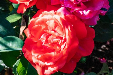 Bir testte Bahçe büyüyen gül.