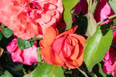 Bir test bahçede büyüyen güzel güller.