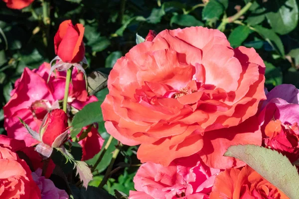 Bir test bahçede büyüyen güzel kırmızı gül.