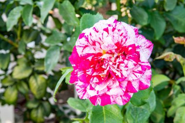 Bir testte Bahçe büyüyen gül.