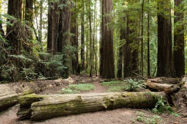 Thick Redwood Forest clipart