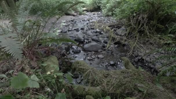 Un petit ruisseau au son de l'eau . — Video