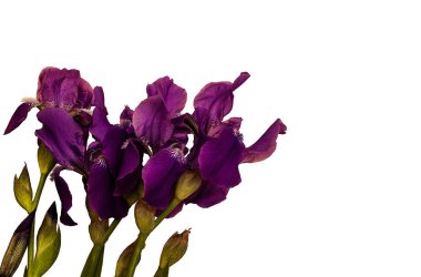 Beyaz arkaplanda izole edilmiş güzel mor iris çiçekleri. 