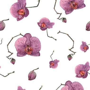 Seamless modeli el suluboya mor orkideler çizilmiş. İzole dalları çiçek ve beyaz zemin üzerine tomurcukları ile boyalı. Vintage Phalaenopsis tropikal bitki botanik Illustration. Tasarım kartı, afiş, yazdırma,.