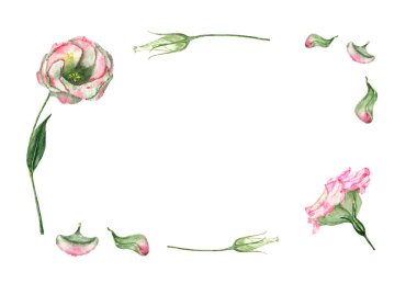 El Beyaz arka plan kopya alanı ile ihale eustoma çiçek ve tomurcukları suluboya çerçeve çizilmiş.