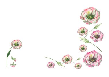 El eustoma çiçek ve tomurcukları çizilmiş suluboya çerçeve. Vintage botanik illüstrasyon izole kopya alanı ile beyaz zemin üzerine lisianthus bitki kök. Davet ve tebrik kartı için.