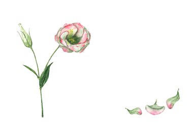 Bir bud ve üç düşmüş yaprakları ile kök üzerinde bir el çekilmiş suluboya eustoma çiçek. Vintage botanik illüstrasyon izole kopya alanı ile beyaz arka plan üzerinde güzel pembe bitki.