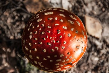 Zehirli mantar Amanita güneşli sonbahar ormandaki üstten görünüm. Zehirli mantar kırmızı noktalı kap Lay soymak. Kavram - tehlike.