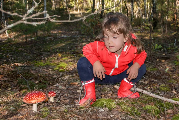 Nice five-years-old girl sitting and looking at toxic amanita muscaria mushrooms, growing in autumn forest. Girl is wears as red hoodie and boots as a mushroom\'s cap. Concept - danger.