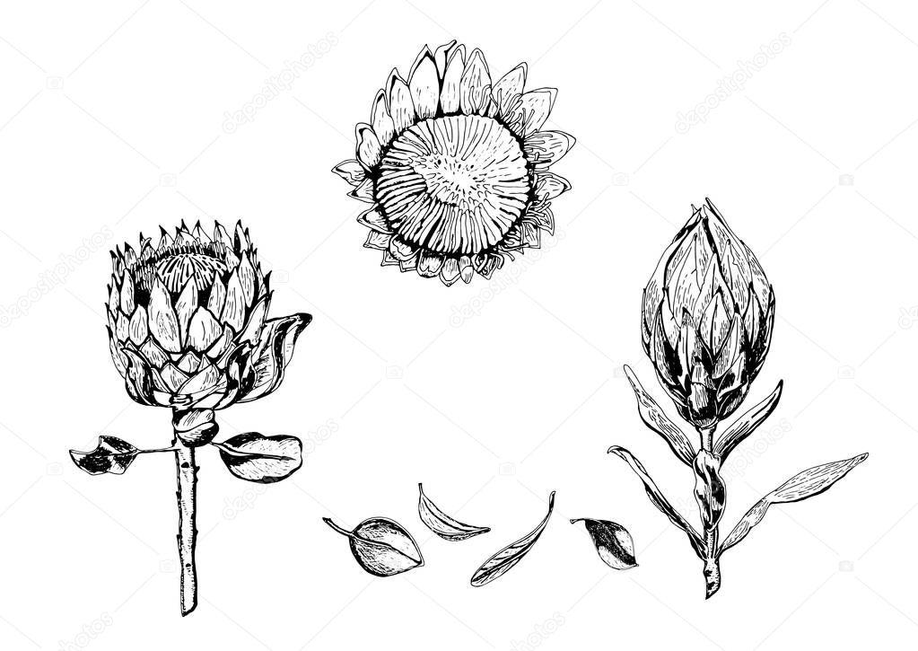 Vector illustration of king protea flowers, buds and leaves. Protea, South Africa symbol, isolated on white background, hand drawn in black and white.