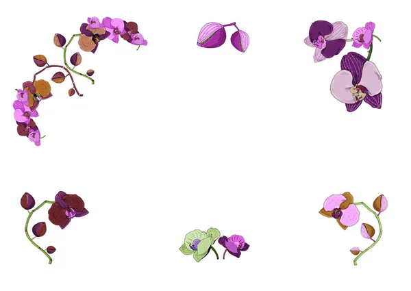 Cadre Dessiné Main Branches Orchidées Fleurs Bourgeons Illustration Botanique Vintage — Image vectorielle