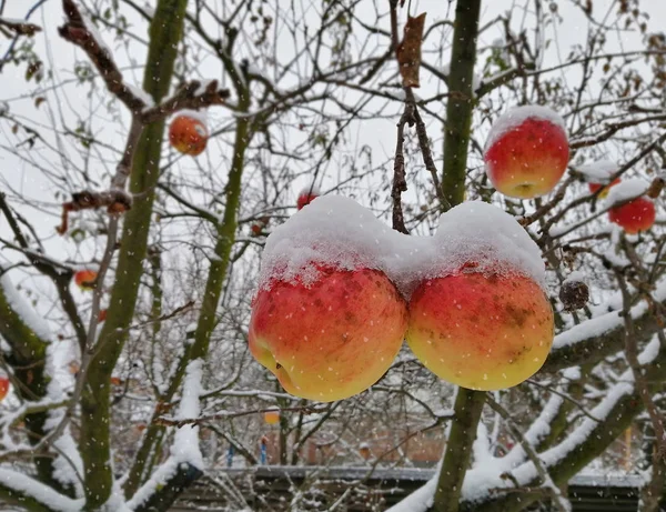 Ripe Red Yellow Apples Branches Covered Frozen Snow Winter Apple — Stock Photo, Image