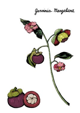 Mor mangosten meyve, çiçek, renkli şube vektör botanik çizim bırakır. Garcinia Mangostana, beyaz zemin üzerine çizilmiş ve renkli el izole.