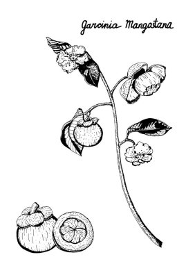 Vektör mor mangosten meyve, çiçek, yaprak dalı botanik Illustration. Garcinia Mangostana, beyaz arka planda, el çekilmiş siyah beyaz izole.