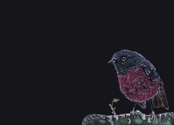 Hand drawn Spring Pink Robin Bird sitting On Green Branch. Hand Painted Petroica rodinogaster isolated on dark grey background with copy space for text - Illustration.