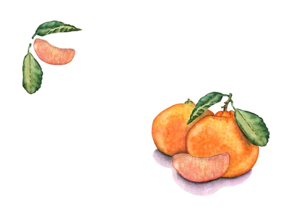Akvarell Kézzel Rajzolt Mandarin Gyümölcsök Szelet Levelek Csodálatos Mandarin Pályázati — Stock Fotó