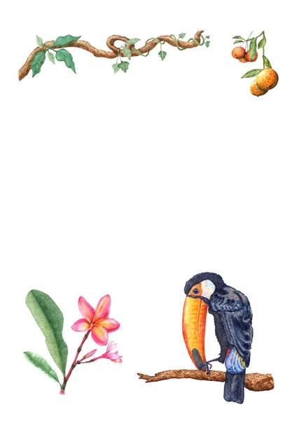 Художественная рука нарисованная тропический тукан на ветке, мандариновые фрукты, лиана, цветок франджипани, в акварели . — стоковое фото