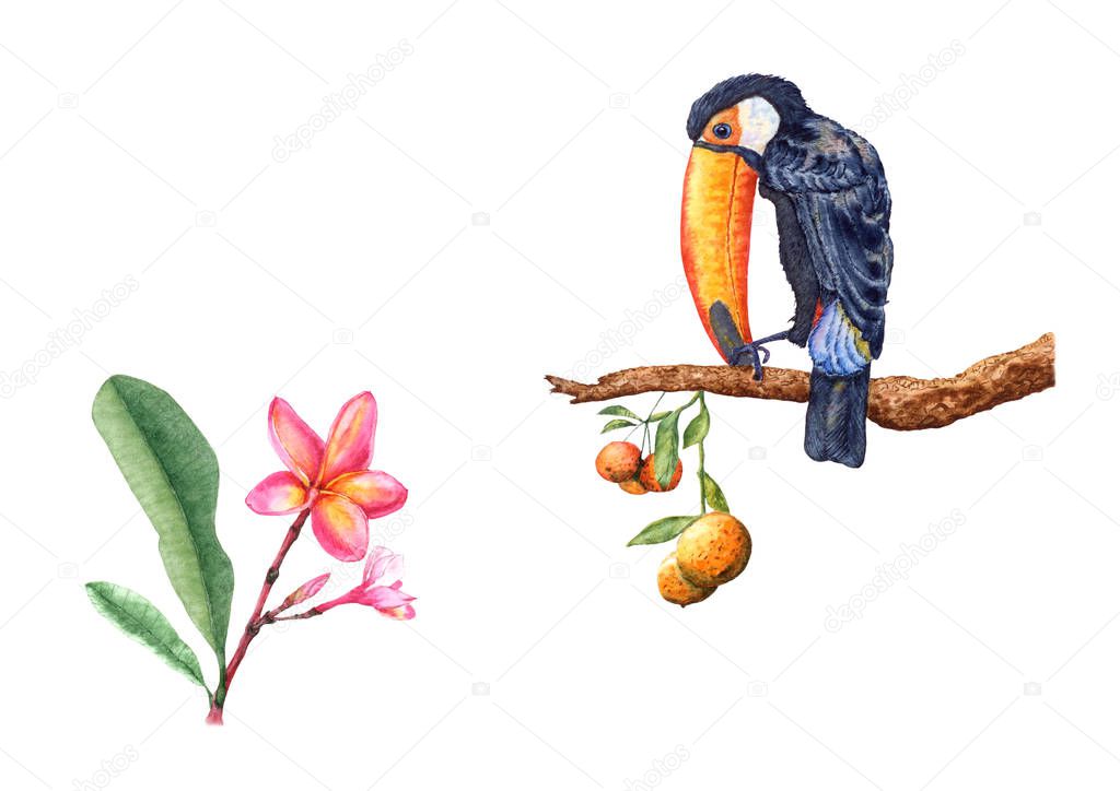 Art work of colorful toucan on orange tree branch, frangipani flower, isolated on white background.