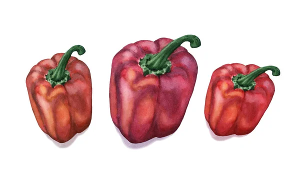 Watercolor Hand Drawn Three Capsicum Pepper Set White Backgound Isolated — Stock Photo, Image