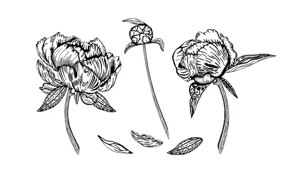 Pivoine fleurs, bourgeons et feuilles, dessinés à la main . — Image vectorielle