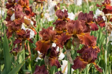 Zencefil iris çiçekli alan closeup.