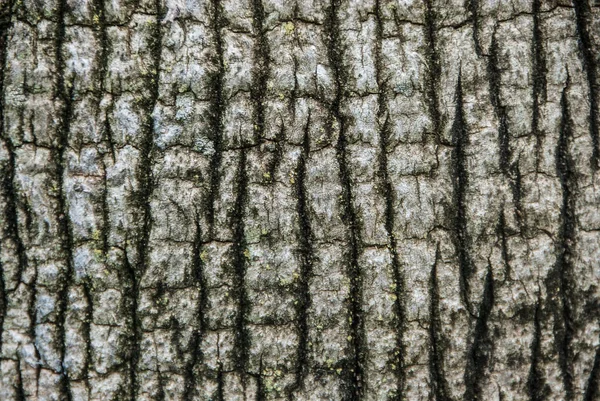 Grunge verschoten houten Palm Tree Trunk structuur. — Stockfoto